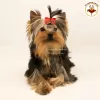 Zdjęcie №3. Rasowy szczeniak Yorkshire Terrier. Międzynarodowe dokumenty KSU.. Ukraina