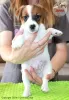 Zdjęcie №1. jack russell terrier - na sprzedaż w Paniówki | 6697zł | Zapowiedź №107631