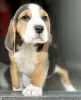 Zdjęcie №3. Szczenięta rasy beagle. Zjednoczone Emiraty Arabskie