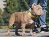 Zdjęcie №2 do zapowiedźy № 10861 na sprzedaż  american bully - wkupić się Federacja Rosyjska hodowca