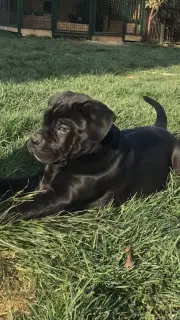 Dodatkowe zdjęcia: Cane Corso