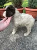 Dodatkowe zdjęcia: Lagotto Romagnolo szczenięta