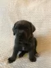 Zdjęcie №1. cane corso - na sprzedaż w Москва | negocjowane | Zapowiedź №8933