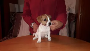 Zdjęcie №3. Szczenięta Jack Russell Terrier. Federacja Rosyjska