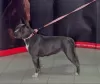 Dodatkowe zdjęcia: Szczenięta Amstaff