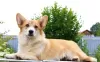 Dodatkowe zdjęcia: szczeniaczki welsh corgi pembroke po Interchampionie