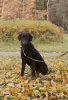 Zdjęcie №3. Curly Coated Retriever od przyszłych rodziców. Federacja Rosyjska