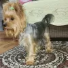 Zdjęcie №4. Sprzedam yorkshire terrier w Taszkent. hodowca - cena - negocjowane