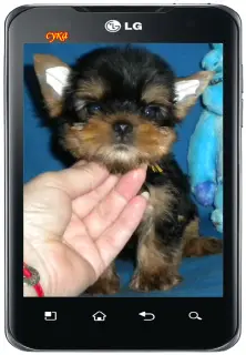 Zdjęcie №1. yorkshire terrier - na sprzedaż w Naberezhnye Chelny | 605zł | Zapowiedź №2991