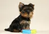 Dodatkowe zdjęcia: Sprzedam szczenięta rasy Yorkshire Terrier