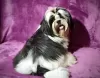 Zdjęcie №4. Sprzedam shih tzu w Долинская. hodowca - cena - negocjowane