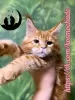 Zdjęcie №1. maine coon - na sprzedaż w Saratov | 2320zł | Zapowiedź № 96579