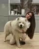 Dodatkowe zdjęcia: Rasowe samoyedy, białe chwasty