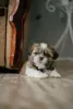 Zdjęcie №3. Sprzedaż szczeniaka shih tzu w Żytomierzu.. Ukraina