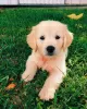 Zdjęcie №3. DOSTĘPNE SZCZENIĘTA GOLDEN RETRIEVER. USA