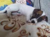 Zdjęcie №1. jack russell terrier - na sprzedaż w Москва | 2209zł | Zapowiedź №8080