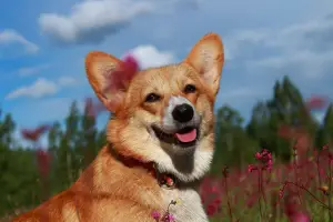 Dodatkowe zdjęcia: Welsh Corgi Pembroke Puppies