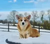 Zdjęcie №2 do zapowiedźy № 62805 na sprzedaż  welsh corgi - wkupić się Ukraina 