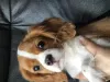 Zdjęcie №1. cavalier king charles spaniel - na sprzedaż w Stavanger | 7534zł | Zapowiedź №102615