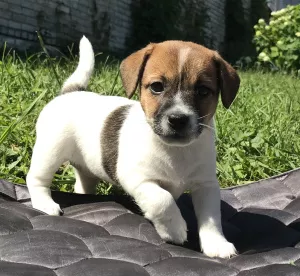 Zdjęcie №1. jack russell terrier - na sprzedaż w Zheleznogorsk | 2858zł | Zapowiedź №7015