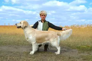 Zdjęcie №4. Sprzedam golden retriever w Nikolaev. od żłobka - cena - Negocjowane