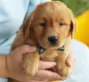 Zdjęcie №1. golden retriever - na sprzedaż w Miami Beach | 872zł | Zapowiedź №64454