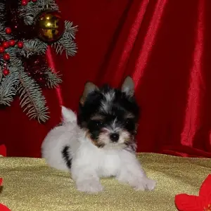 Zdjęcie №1. yorkshire terrier biewer - na sprzedaż w Минск | Negocjowane | Zapowiedź №4668