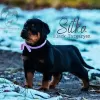 Zdjęcie №1. rottweiler - na sprzedaż w Loznica | Bezpłatny | Zapowiedź №125846