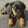 Zdjęcie №1. rottweiler - na sprzedaż w Karlovy Vary | 1674zł | Zapowiedź №80541