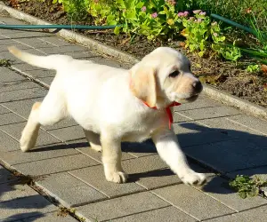 Dodatkowe zdjęcia: Szczenięta Labrador Retriever