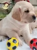 Dodatkowe zdjęcia: Labrador retriever szczenięta