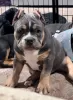 Zdjęcie №1. american bully - na sprzedaż w Bijeljina | negocjowane | Zapowiedź №106320