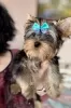 Zdjęcie №4. Sprzedam yorkshire terrier w Гамбург. prywatne ogłoszenie - cena - negocjowane