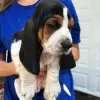 Zdjęcie №2 do zapowiedźy № 130441 na sprzedaż  basset hound - wkupić się Niemcy 