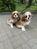 Dodatkowe zdjęcia: Słodka dziewczynka Amanda Cavalier King Charles Spaniel