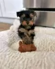 Zdjęcie №1. yorkshire terrier - na sprzedaż w Skövde | 1591zł | Zapowiedź №125804