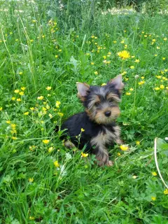 Zdjęcie №2 do zapowiedźy № 2668 na sprzedaż  yorkshire terrier - wkupić się Federacja Rosyjska od żłobka, hodowca