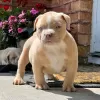 Zdjęcie №1. american bully - na sprzedaż w Oslo | 2930zł | Zapowiedź №105827