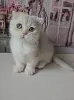 Zdjęcie №2 do zapowiedźy № 98355 na sprzedaż  scottish fold - wkupić się Serbia 