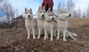 Zdjęcie №1. husky syberyjski - na sprzedaż w Vyborg | 683zł | Zapowiedź №6479