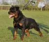 Zdjęcie №2 do zapowiedźy № 95989 na sprzedaż  rottweiler - wkupić się Serbia 