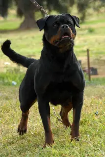 Zdjęcie №1. rottweiler - na sprzedaż w Annaba | Negocjowane | Zapowiedź №4913