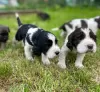 Zdjęcie №1. springer spaniel angielski - na sprzedaż w Námestovo | 5023zł | Zapowiedź №57517