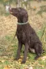 Zdjęcie №2 do zapowiedźy № 43429 na sprzedaż  curly coated retriever - wkupić się Federacja Rosyjska prywatne ogłoszenie