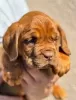 Dodatkowe zdjęcia: Dog de Bordeaux szczenięta