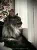 Dodatkowe zdjęcia: Krycie Maine Coon