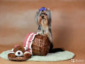 Zdjęcie №1. yorkshire terrier - na sprzedaż w Klin | Negocjowane | Zapowiedź №2619