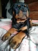 Zdjęcie №1. rottweiler - na sprzedaż w Rezekne | negocjowane | Zapowiedź №100929