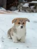 Dodatkowe zdjęcia: Szczenięta Pembroke Welsh Corgi