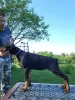 Zdjęcie №4. Sprzedam doberman w Obrenovac.  - cena - negocjowane